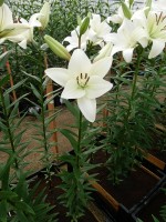 [4040 Richmond No01.JPG]